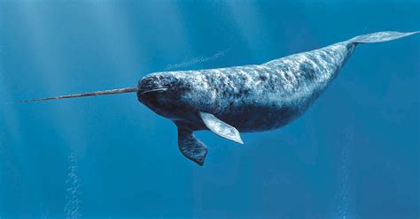 are narwhals fake